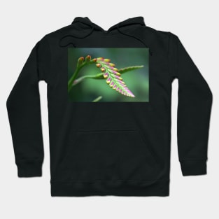 Lily buds Hoodie